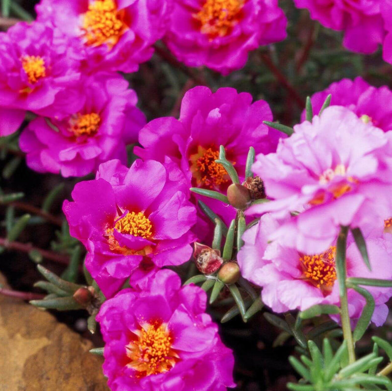 Moss Rose Seeds