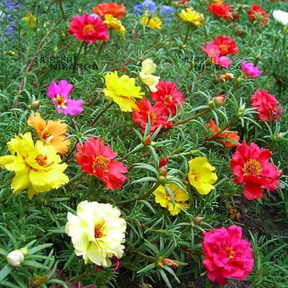 Moss Rose Seeds