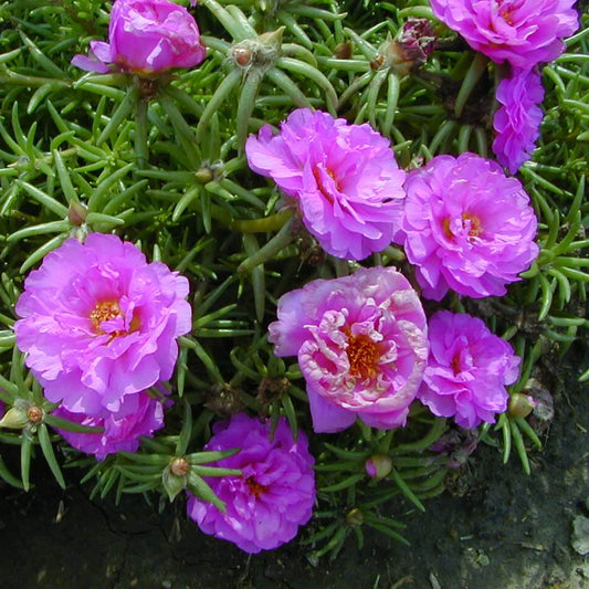 Moss Rose Seeds
