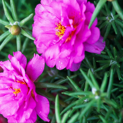 Moss Rose Seeds
