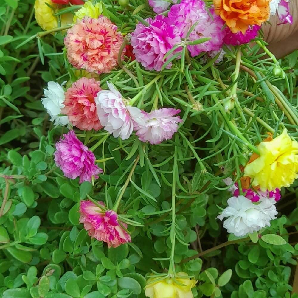 Moss Rose Seeds