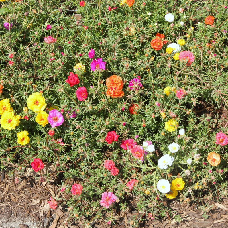 Moss Rose Seeds