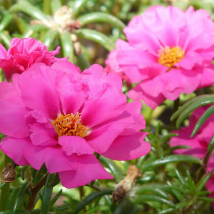 Moss Rose Seeds - Flower Plant