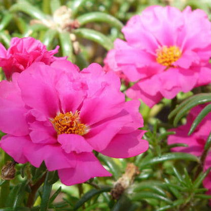 Moss Rose Seeds - Flower Plant