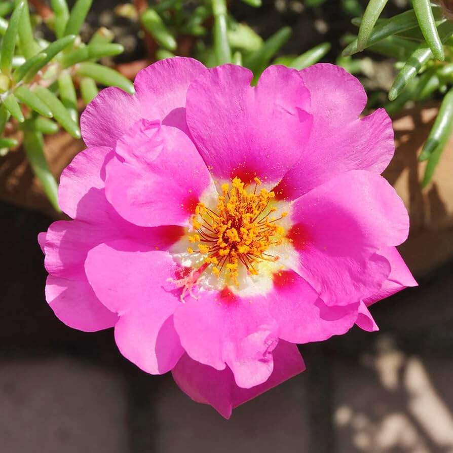 Moss Rose Seeds - Flower Plant