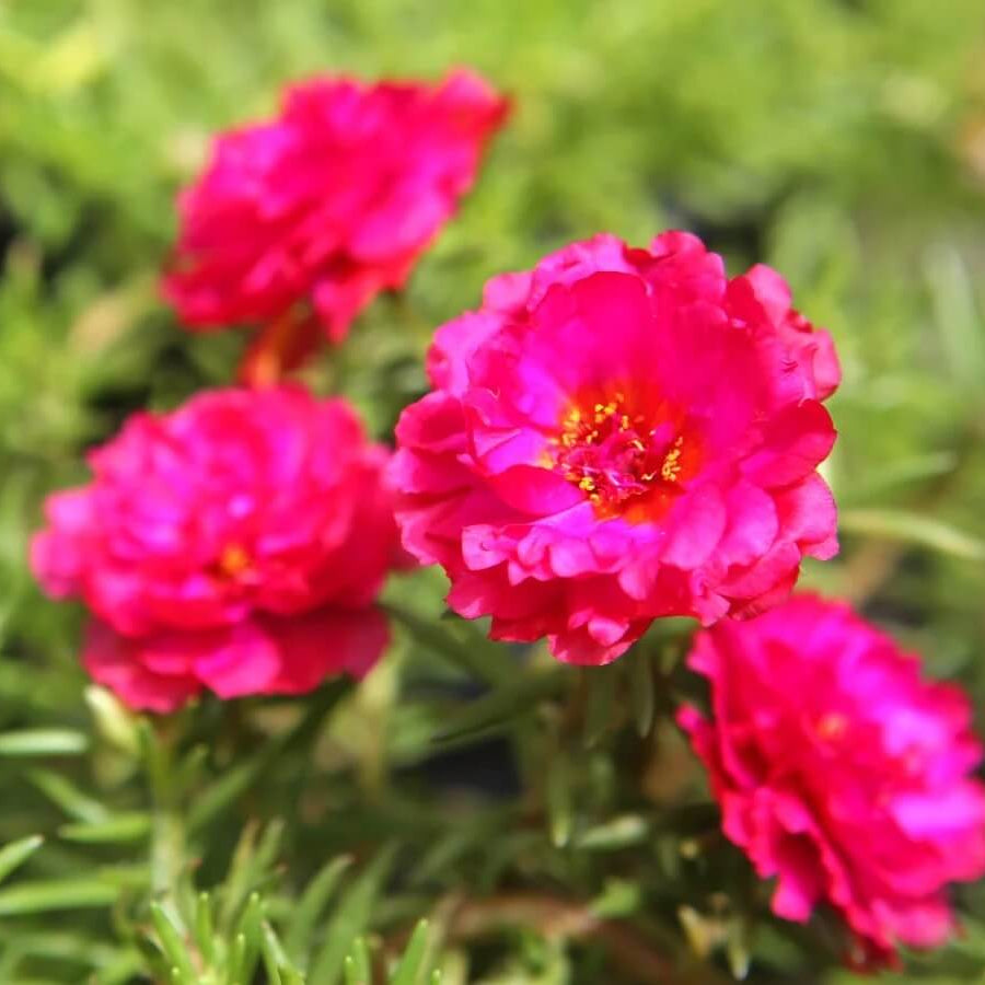 Moss Rose Seeds - Flower Plant