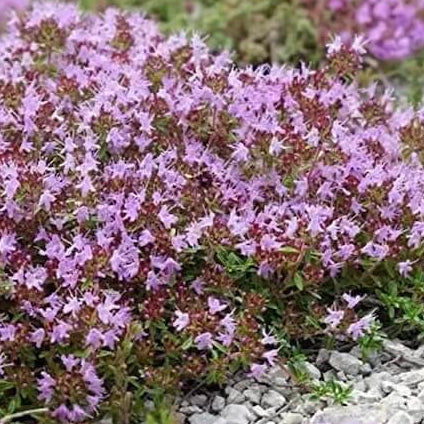 Mother of Thyme Seeds - Herbal Plant