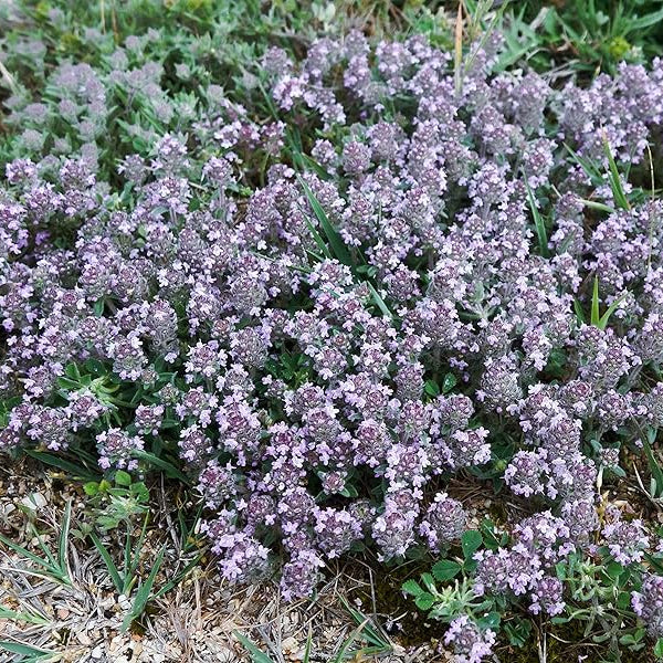 Mother of Thyme Seeds - Herbal Plant