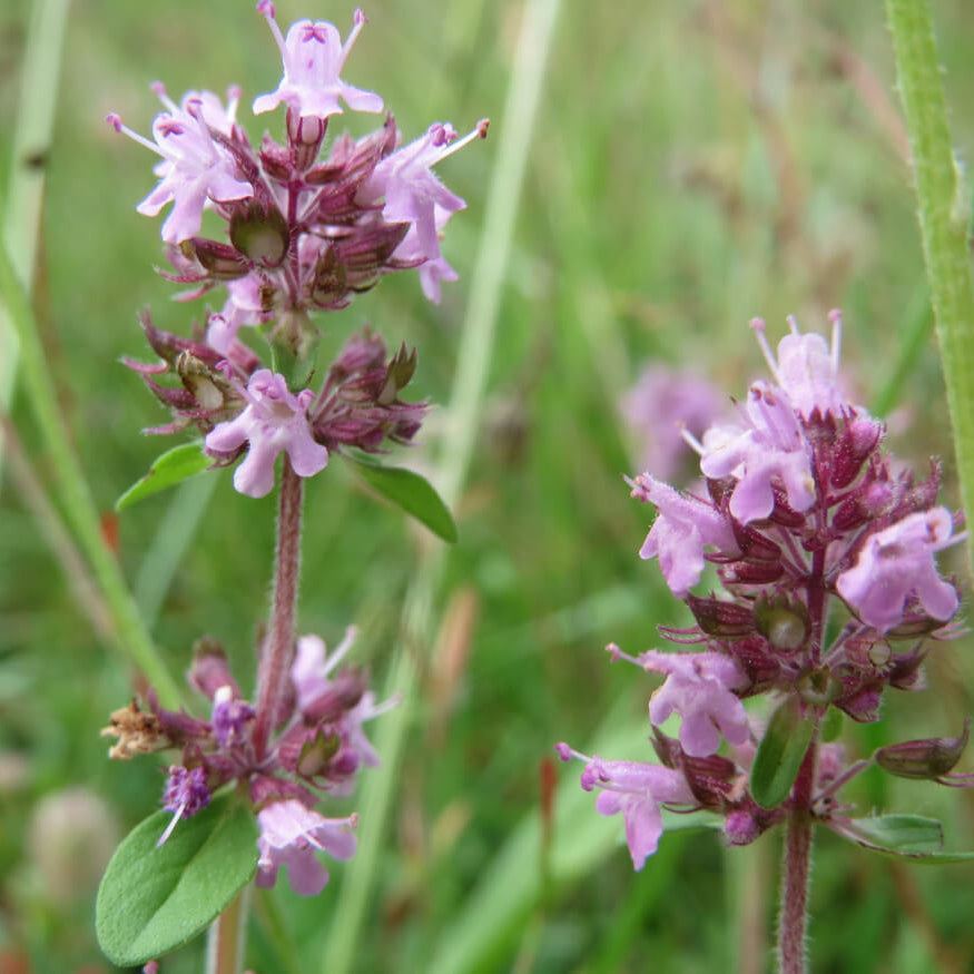 Mother of Thyme Seeds - Herbal Plant