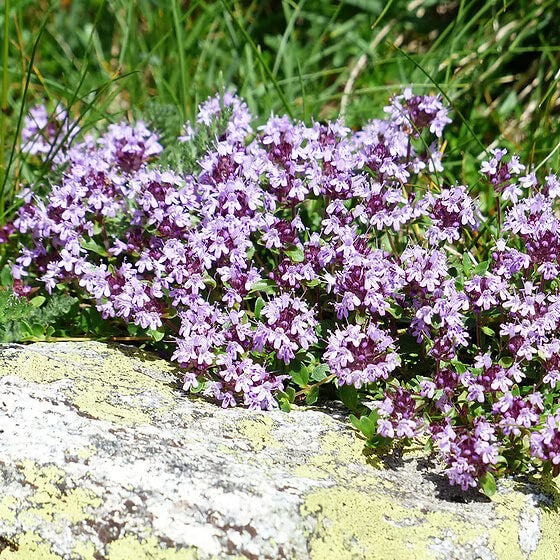 Mother of thyme seeds - Vegetable Plant