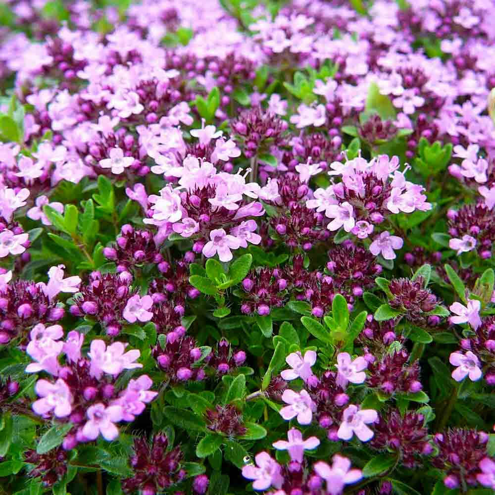 Mother of thyme seeds - Vegetable Plant