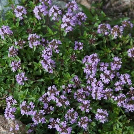 Mother of thyme seeds - Vegetable Plant