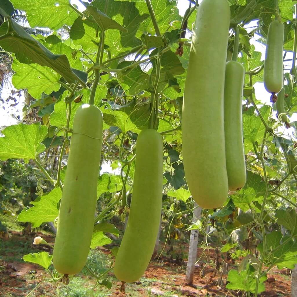 Mottled Bottle Gourd Seeds