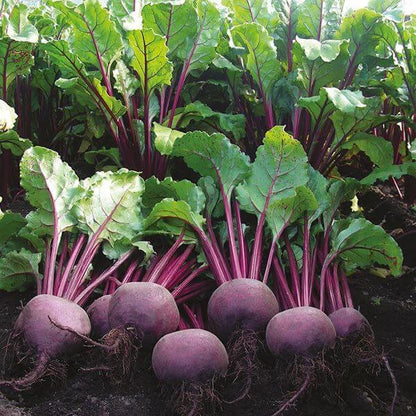 Moulin Rouge Beet Seeds 