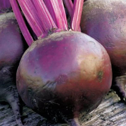 Moulin Rouge Beet Seeds 
