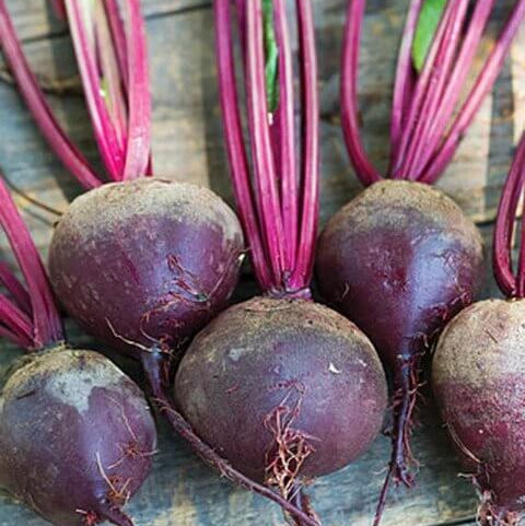 Moulin Rouge Beet Seeds 