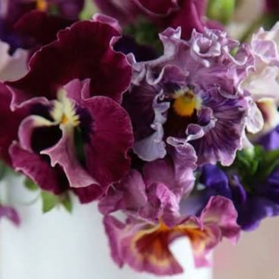 Moulin Rouge Pansy Seeds