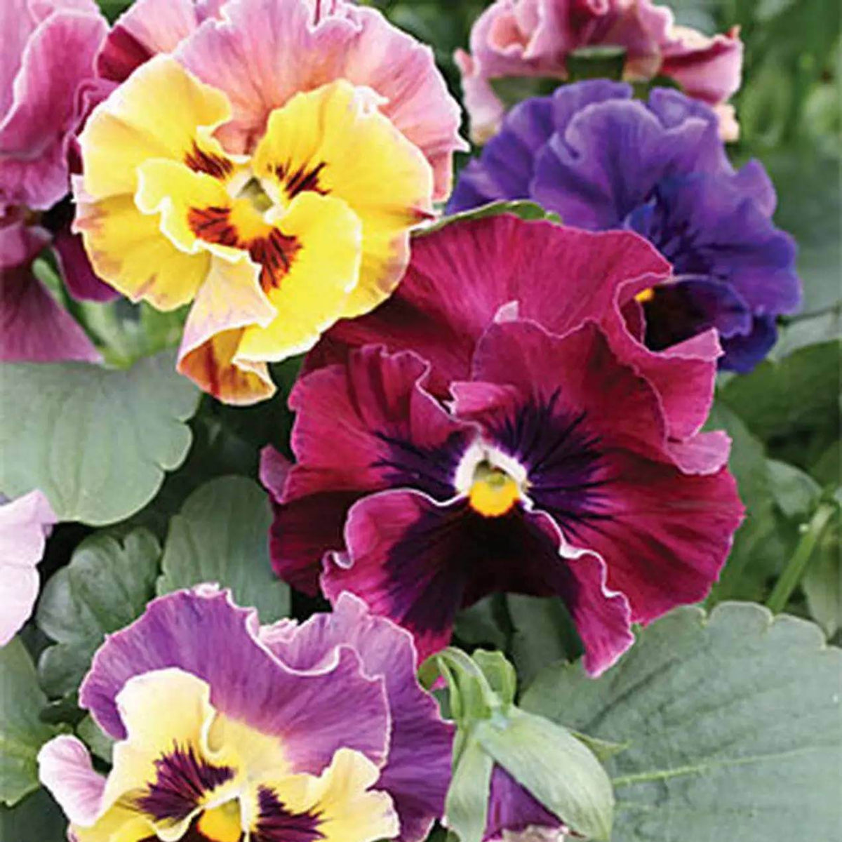 Moulin Rouge Pansy Seeds