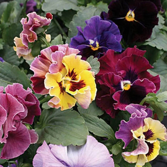 Moulin Rouge Pansy Seeds