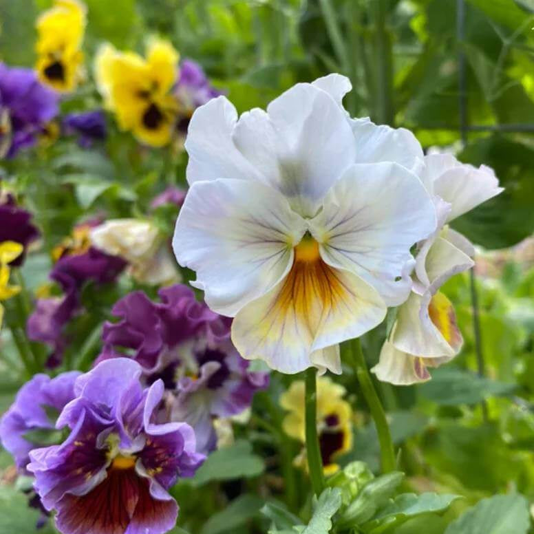 Moulin Rouge Pansy Seeds