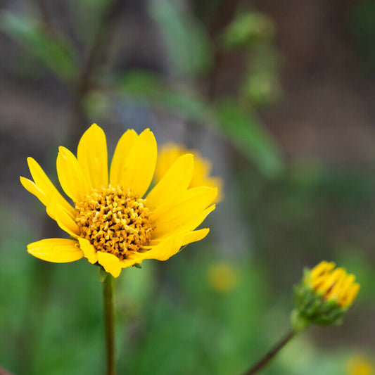 Mountain Arnica Seeds