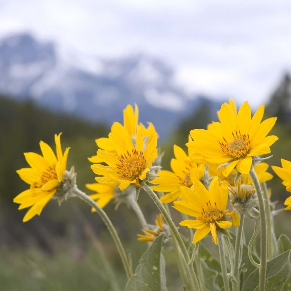 Mountain Arnica Seeds