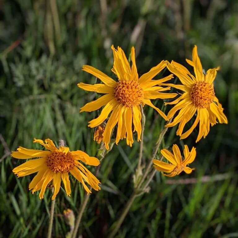 Mountain Arnica Seeds