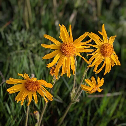Mountain Arnica Seeds