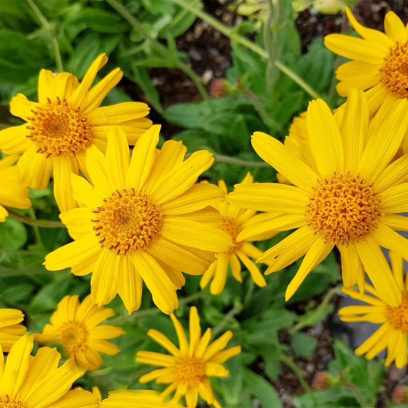 Mountain Arnica Seeds