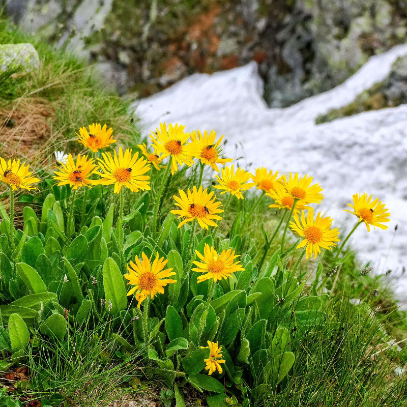 Mountain Arnica Seeds