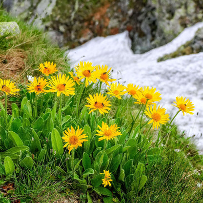 Mountain Arnica Seeds