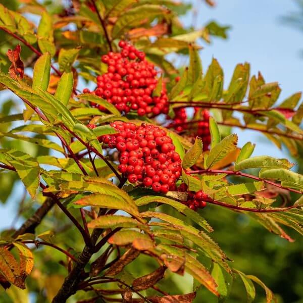 Mountain Ash Seeds - Ornamental Tree Seeds for Home Gardens