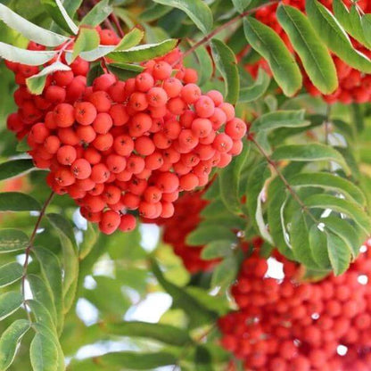 Mountain Ash Seeds - Ornamental Tree Seeds for Home Gardens