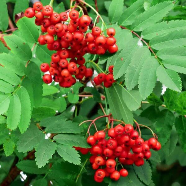 Mountain Ash Seeds - Ornamental Tree Seeds for Home Gardens