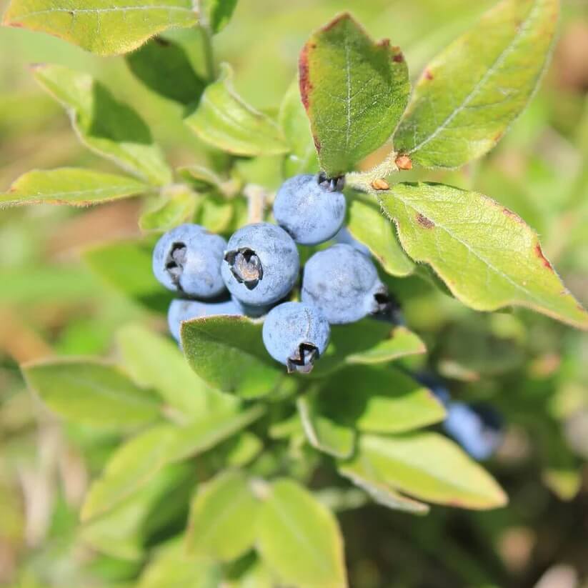 Mountain Blueberry Seeds