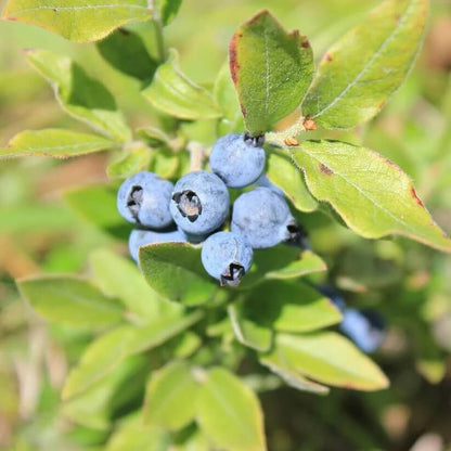 Mountain Blueberry Seeds