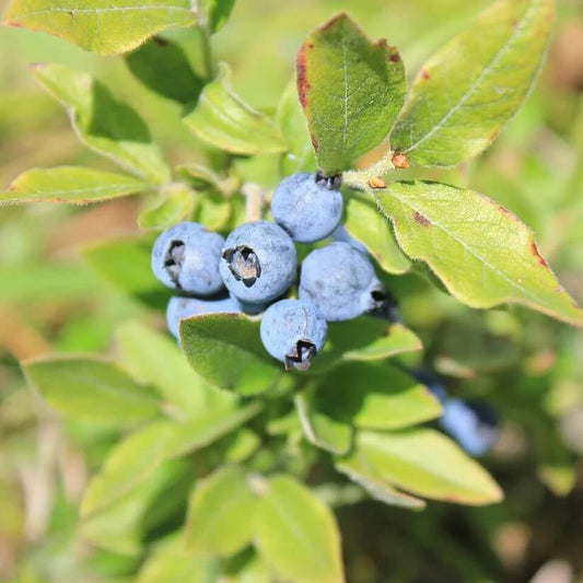 Mountain Blueberry Seeds