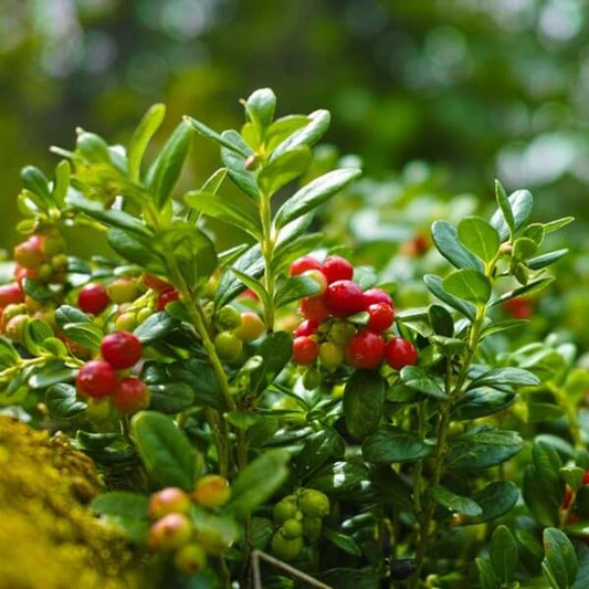 Mountain Cranberry Seeds 