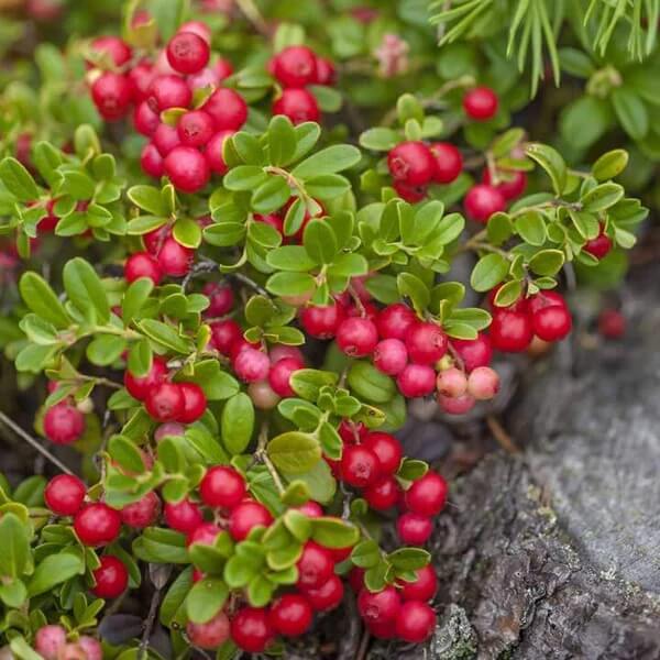 Mountain Cranberry Seeds 