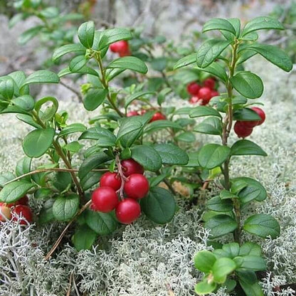 Mountain Cranberry Seeds 