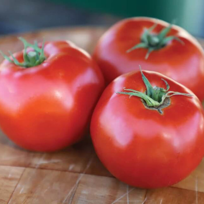 Mountain Fresh  tomato seeds - Vegetable Plant