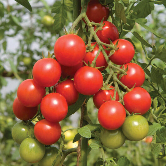 Mountain Fresh  tomato seeds - Vegetable Plant