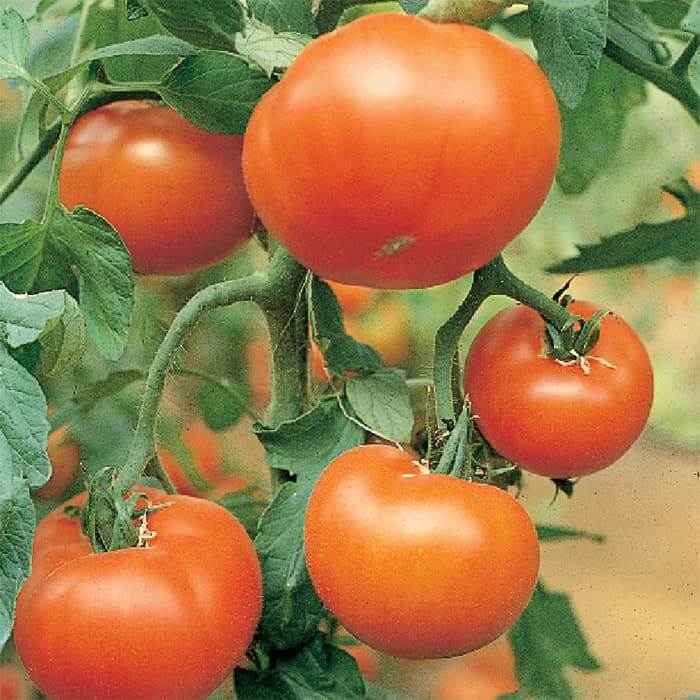 Mountain Fresh  tomato seeds - Vegetable Plant