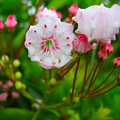 Mountain Laurel Seeds - Flower Plant