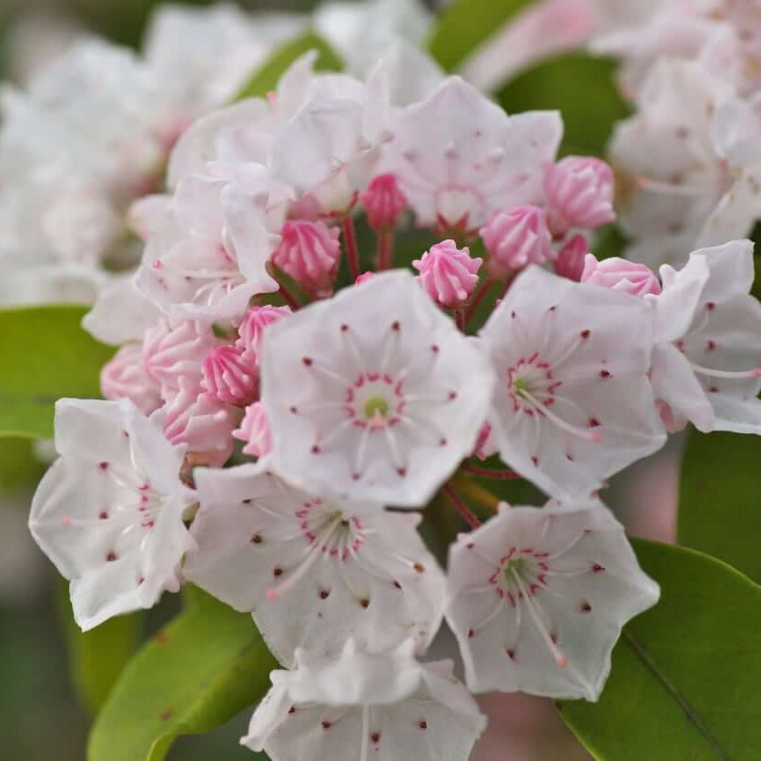 Mountain Laurel Seeds - Flower Plant