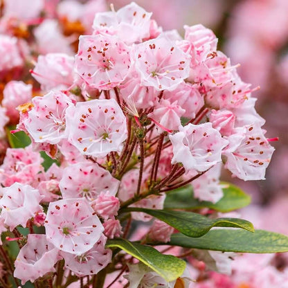 Mountain Laurel Seeds - Flower Plant