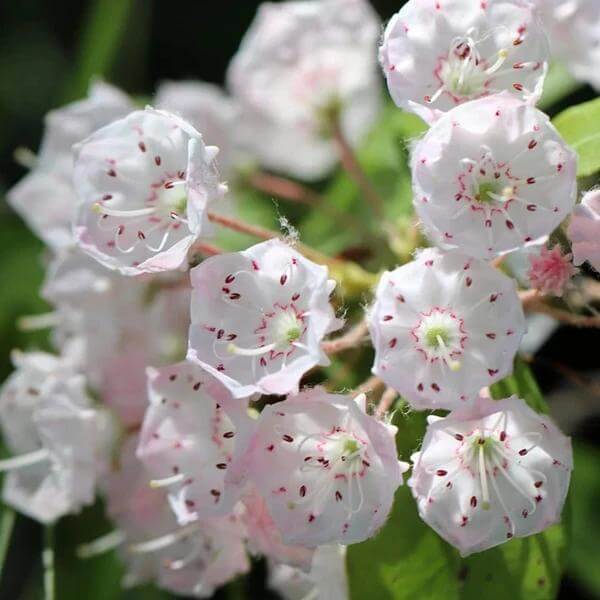 Mountain Laurel Seeds for Sale - Heirloom Flower Plant for Home Gardens