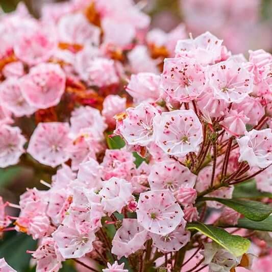Mountain Laurel Seeds for Sale - Heirloom Flower Plant for Home Gardens