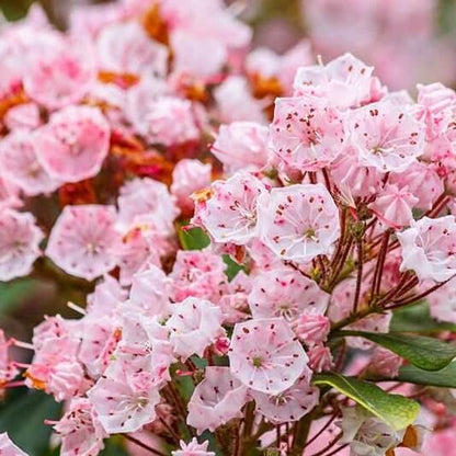 Mountain Laurel Seeds for Sale - Heirloom Flower Plant for Home Gardens