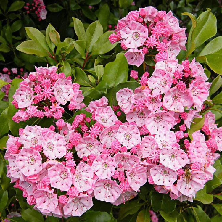 Mountain Laurel Seeds for Sale - Heirloom Flower Plant for Home Gardens